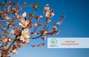 Το ευρύτομο ο σημαντικότερος εντομολογικός εχθρός της αμυγδαλιάς