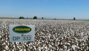 Πρώιμες ποικιλίες βάμβακος DeltaPine από την Σπύρος Ανδριώτης Α.Ε.