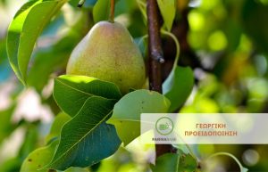 ΑΧΛΑΔΙΑ: Συστήνεται η ανάρτηση Φεροµονικών παγίδων στους Οπωρώνες