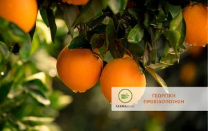 Αυξημένες προσβολές εσπεριδοειδών και σκάσιμο καρπών