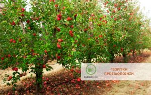 Σημαντική αύξηση των συλλήψεων της Καρπόκαψας της Μηλιάς