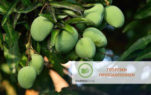 Εμφάνιση του επιβλαβούς οργανισμού καραντίνας “Bactrocera zonata”