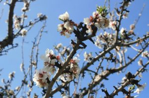 Μέτρα για την καταπολέμηση εχθρών & ασθενειών Αμυγδαλιάς