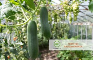 Συνεχίζεται η εμφάνιση του Ωιδίου σε καλλιέργειες με Αγγουριές θερμοκηπίου