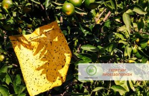 Προσοχή! Συλλήψεις Μύγας Μεσογείου από το δίκτυο παγίδων
