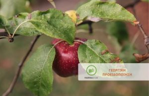 ΜΗΛΟΕΙΔΗ – Φουζικλάδιο, Ψύλλα και Σέζια στους Οπωρώνες