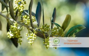 Τι πρέπει να γνωρίζουμε για τη φυτοπροστασία της Ελιάς κατά την άνθιση