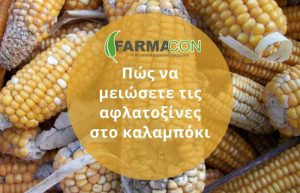 Πώς να μειώσετε τις αφλατοξίνες στο καλαμπόκι