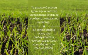 Πότε τα χειμερινά σιτηρά χρειάζονται νερό;