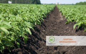 Πατάτα: Προσβολές από περονόσπορο στο ευαίσθητο στάδιο της