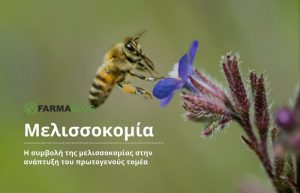 Η συμβολή της μελισσοκομίας στην ανάπτυξη του πρωτογενούς τομέα