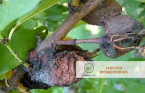 Πυρηνόκαρπα: Καλλιεργητικά Μέτρα & Φυτοπροστασία από εχθρούς και ασθένειες