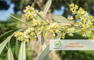 Φυτοπροστασία Ελιάς κατά την ανθοφορία