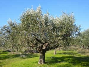 Μέτρα πρόληψης για την αποφυγή εισαγωγής στη χώρα μας της Xyllela fastidiosa, που αφανίζει ελαιώνες στην Ιταλία