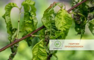 Εξώασκος, Μονίλια και Κλεονός σε Ροδακινιές, έπειτα από τις βροχοπτώσεις