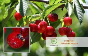 Κερασιά: Άμεση αντιμετώπιση για Μύγα της Κερασιάς και Κηλιδόπτερη δροσόφιλα (Drosophila suzukii)
