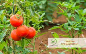 Επεμβάσεις σε Υπαίθρια & Βιομηχανική Τομάτα, μετά τις βροχοπτώσεις