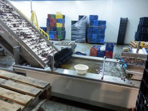Διαλογή και ταξινόμηση κερασιών με τη βοήθεια ηλεκτρονικά ρυθμιζόμενων καλιμπραδόρων
