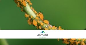Anthesis: Καταπολεμήστε τις αφίδες με Βιολογικούς παράγοντες