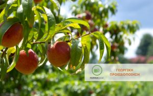 Ευνοϊκές οι συνθήκες για την εκδήλωση ασθενειών Ροδακινιάς