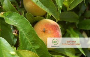 Μύγα Μεσογείου: παρατηρήθηκαν συλλήψεις στο Δίκτυο παγίδων