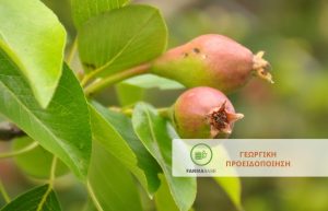 Ψύλλα & Βακτηριακό κάψιμο σε Αχλαδιές