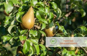 Αχλαδιά – Μηλιά: Συµπτώµατα σε καρπούς… συνιστάται άµεσα επέµβαση!!!