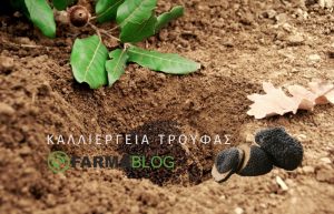 Καλλιέργεια Τρούφας (Τρούφες) – Καλλιεργητικές Τεχνικές και Μετασυλλεκτικοί Χειρισμοί