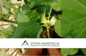 Ενημέρωση από την Σπύρος Ανδριώτης Α.Ε., για τον εντοπισμό πράσινου σκουληκιού έπειτα από ελέγχους