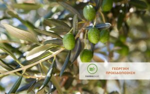 Ελιά: Φυτοπροστασία κατά το στάδιο της καρπόδεσης