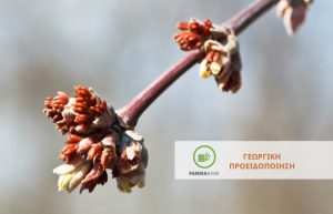 Μηλοειδή:  συνιστώνται επεμβάσεις στη διόγκωση των οφθαλμών έως το στάδιο της πράσινης κορυφή
