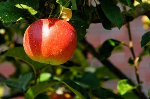Αυξημένος ο κίνδυνος προσβολών σε Μήλα & Αχλάδια, λόγω του άστατου καιρού
