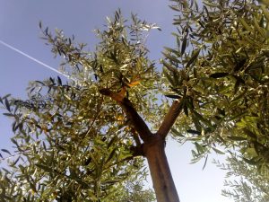 Πώς να αποφύγετε το φαινόμενο της Σηψιρριζίας στα Ελαιόδενδρα σας