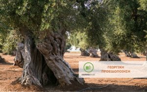 Καρκίνωση – Σχηματισμός υπερπλασιών στους βλαστού της Ελιάς