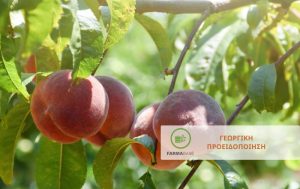 Οι εντομολογικοί εχθροί & οι ασθένειες των Πυρηνοκάρπων