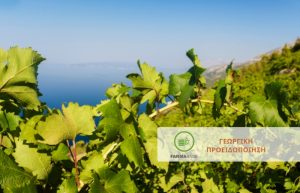 Αμπέλι: Η αύξηση της θερμοκρασίας τις τελευταίες ημέρες επιτάχυνε την εξέλιξη των βλαστικών σταδίων
