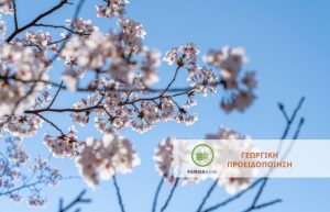 Μονίλια σε Κερασιές – Ο καιρός ευνοεί τις πρωτογενείς μολύνσεις