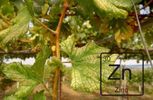 Τροφοπενία ψευδαργύρου στα φυτά: 7 δεδομένα, συμπτώματα και τρόποι αντιμετώπισης