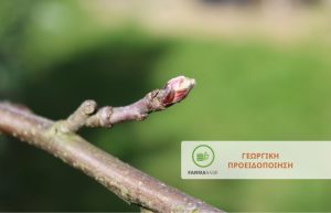 Μηλιά – Αχλαδιά: Προληπτικοί ψεκασμοί για τον περιορισμό πρωτογενών μολύνσεων