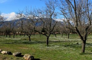 Σοβαρές προσβολές ασθενειών & εχθρών σε αμυγδαλιές, λόγω των έντονων φθινοπωρινών βροχοπτώσεων