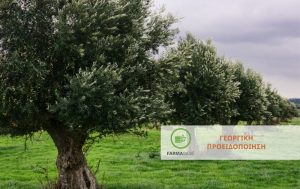 Καρκίνωση – Φυματίωση η Ασθένεια της Ελιάς