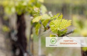 Αμπέλι: Απαραίτητη η προστασία της νέας βλάστησης από Ωίδιο