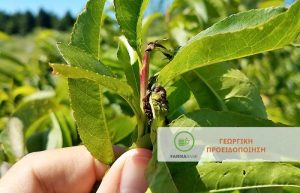 Συνιστάται ο συστηματικός έλεγχος των οπωρώνων και των Φερομονικών παγίδων