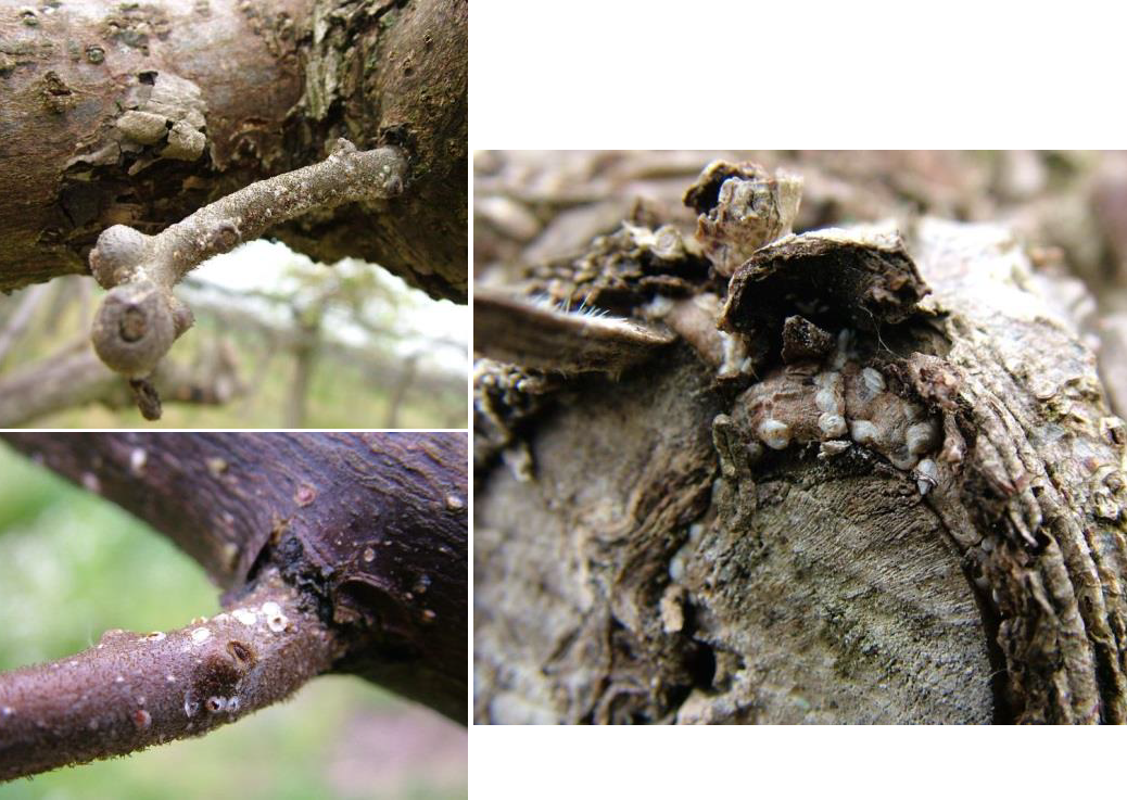 AKTINIDIA BAMBAKADA