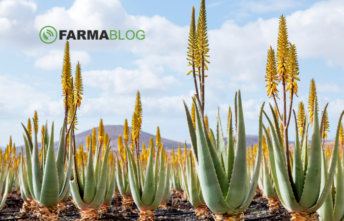 ALOE2