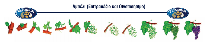 AMPELI