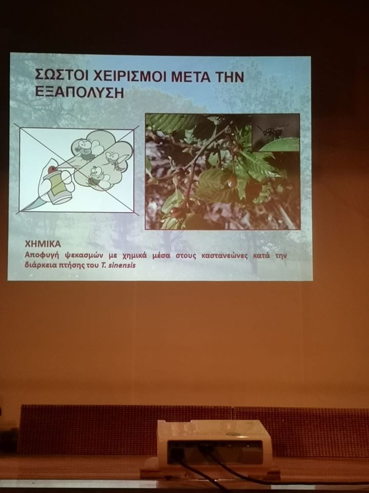 ANTHESIS sfika kastanias 4