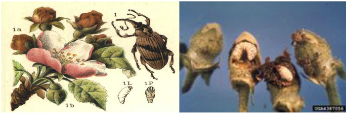 ANTHONOMOS