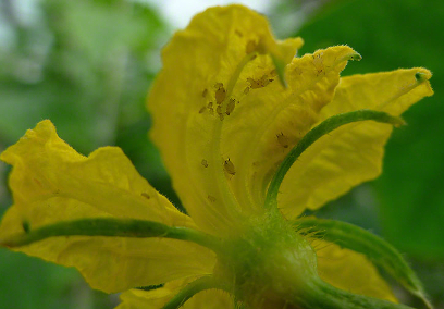 APHIDS
