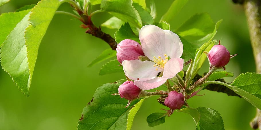 APPLE TREES BLOOMING